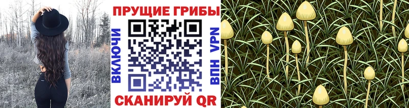 Псилоцибиновые грибы MAGIC MUSHROOMS  дарнет шоп  Усть-Катав 